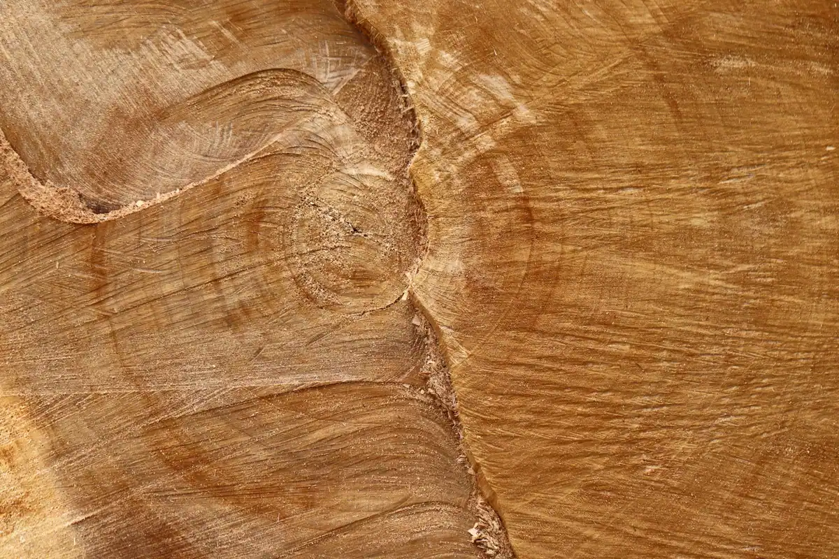 Inelele anuale ale unui trunchi de lemn, fotografiate de aproape